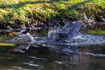 Graureiher (Ardea cinerea)