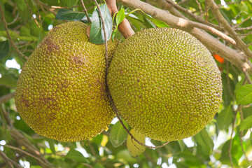 Jackfrucht am Baum