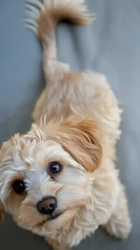 Maltipoo with big, puppy eyes looking up for attention.