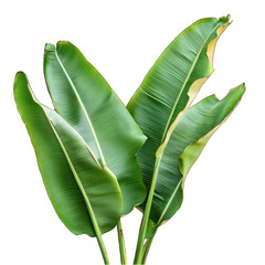 Fototapeta premium Tow Green banana leaves isolated on transparent background