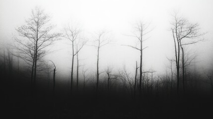 A misty forest landscape showcasing several bare trees in monochrome