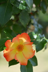 Obraz premium 花の女王