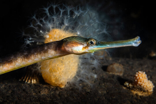 Pipefish from Oslo fjord