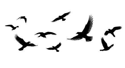 Obraz premium Various birds soaring in different directions