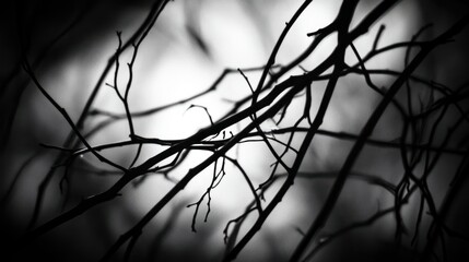 The intertwined and delicate branches against a blurred white background