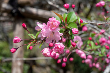 鎌倉2503　光則寺38　海棠