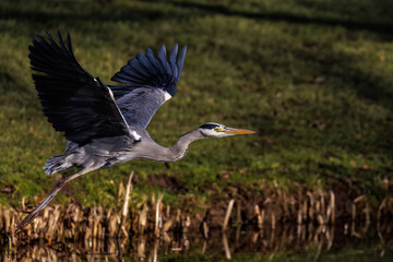 Graureiher (Ardea cinerea)