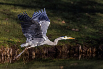 Graureiher (Ardea cinerea)