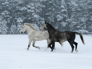 Naklejka premium winter horse