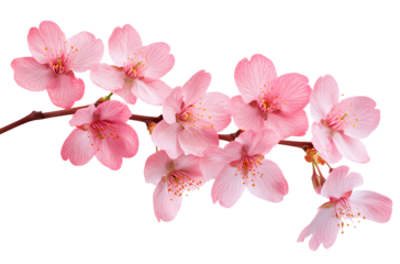 8 pink cherry blossom flowers isolated on a transparent background, PNG file