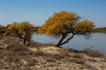 Turanga grove on the bank of the Ili River near the Altyn Emel National Park in Almaty, Kazakhstan.