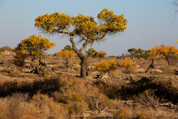 Turanga grove on the bank of the Ili River near the Altyn Emel National Park in Almaty, Kazakhstan.