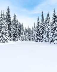 Snow-covered evergreen forest path on a bright winter day
