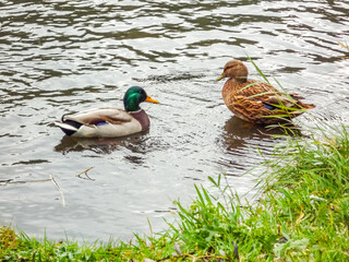 Two ducks are swimming in a pond