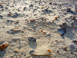 A beach scene with shells scattered across the sand