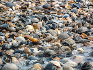 A beach scene with a variety of shells scattered across the sand at Island Norderney in Germany