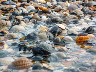 A beach scene with a variety of shells scattered across the sand at Island Norderney in Germany