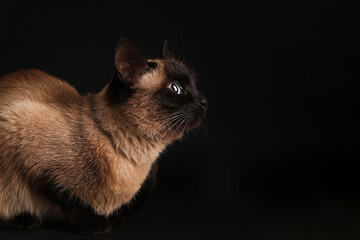Adorable Thai cat on black background. Space for text