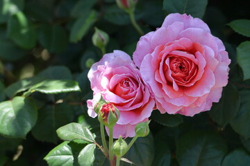 花の女王