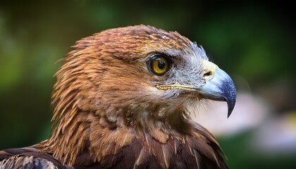 Naklejka premium A fierce eagle eye; A close-up view of a Philippines eagle, white background; Kitty Duterte eye