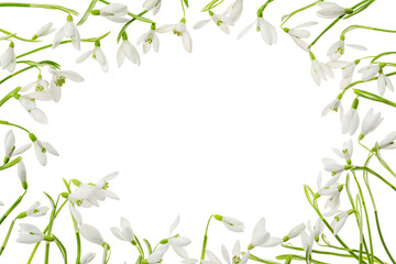 Naklejka premium Frame made of many beautiful snowdrops isolated on white