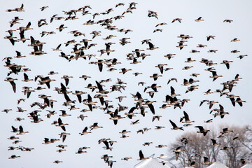 Large flock of hundreds of snow geese and other migratory birds flying in the blue sky during the spring migration in Iowa © Katie