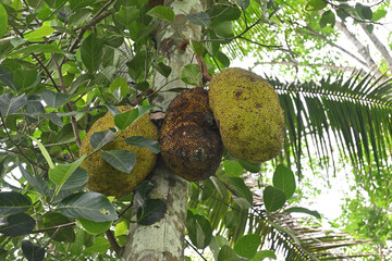 A cluster of mature fruits and a spoiled fruit hangs from a Jack tree