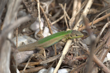 Dalmatian Wall Lizard (Podarcis melisellensis) on rocky ground. Taken in Herzegovina.
