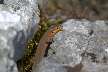 Dalmatian Wall Lizard (Podarcis melisellensis) on rocky ground. Taken in Herzegovina.