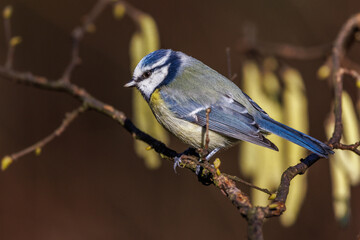 Blaumeise (Cyanistes caeruleus)