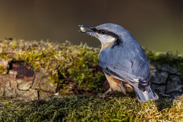 Kleiber (Sitta europaea)