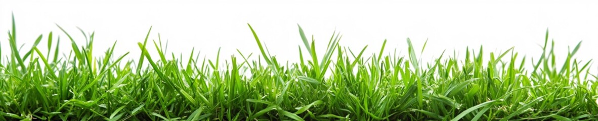 Obraz premium Vibrant Green Grass Texture Highlighted Against a Smooth White Canvas
