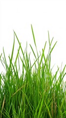 Obraz premium Vibrant Green Grass Texture Highlighted Against a Smooth White Canvas