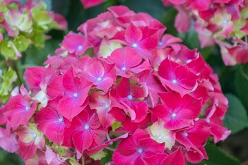 Vibrant Pink Hydrangea Flowers in Bloom