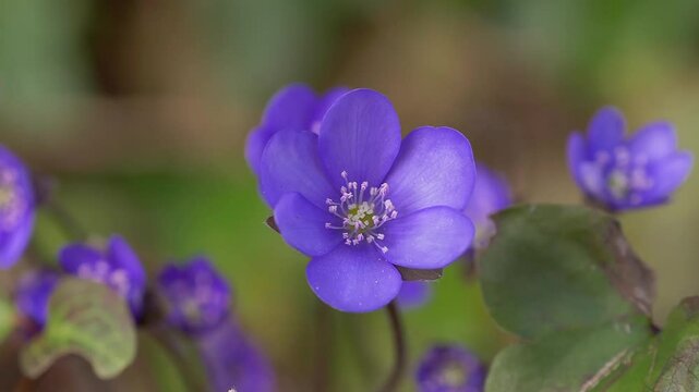 Bl&uuml;hende Leberbl&uuml;mchen (Hepatica nobilis) im Wald,  Bayern, Deutschland, Europa