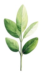 Fototapeta premium Watercolor Green Leaves Sprig.