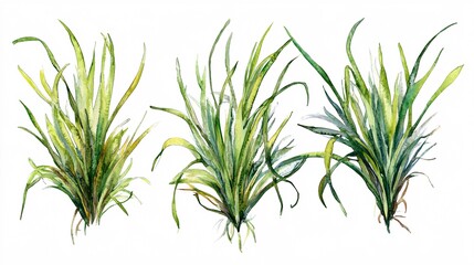 Fototapeta premium Artistic Depiction of Vibrant Green Grass in Watercolor on a Blank Background