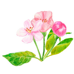 Obraz premium Watercolor red spring flowers. Cherry blossom, flowering sakura, spring apple element with flowers, leaves and buds isolated on white.