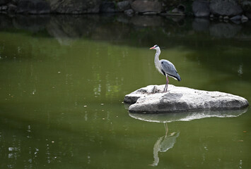 岩にとまっているアオサギ