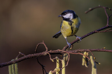 Kohlmeise (parus major)