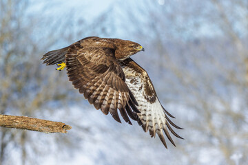 Mäusebussard (Buteo buteo)
