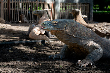 A Komodo dragon moves slowly and deliberately through a grassy area. Komodo or Varanus komodoensis...
