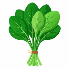 A bunch of spinach leaves tied with brown string, isolated on a white background