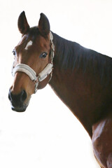 Poortrait of a young dressage horse during bitless training at rural equitation centre