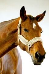 Obraz premium Poortrait of a young dressage horse during bitless training at rural equitation centre