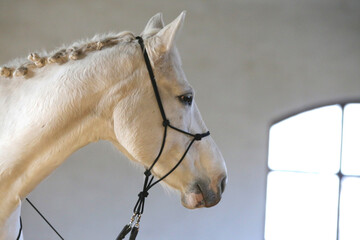 Poortrait of a young dressage horse during bitless training at rural equitation centre