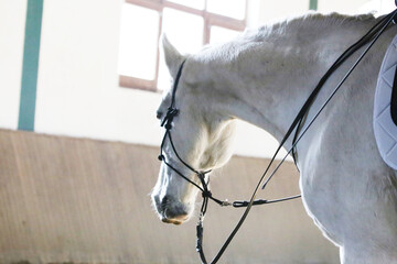 Poortrait of a young dressage horse during bitless training at rural equitation centre