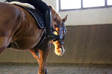 Poortrait of a young dressage horse during bitless training at rural equitation centre