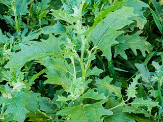 A detailed close-up view of a chenopodium plant showing its vibrant green leaves.