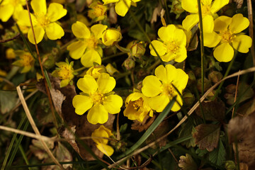 Potentilla pusilla, the spring cinquefoil or spotted cinquefoil, close up photo  Shallow depth of field.